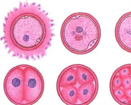 在哪里可以找到代孕妈妈,单侧输卵管切除试管婴儿成功率有影响吗！效果怎么