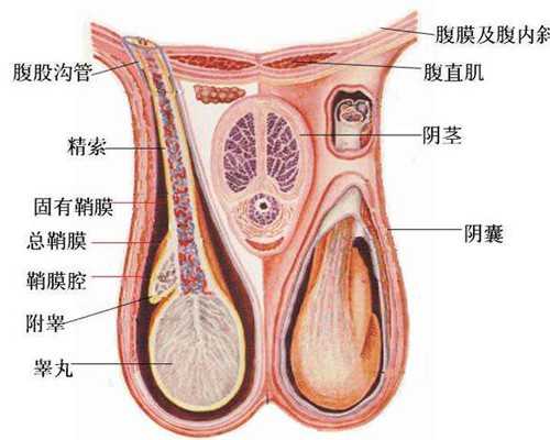 代生双胞胎包成功冻胚移植后一个月12天可以打麻将吗?
